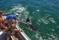 Dave shark